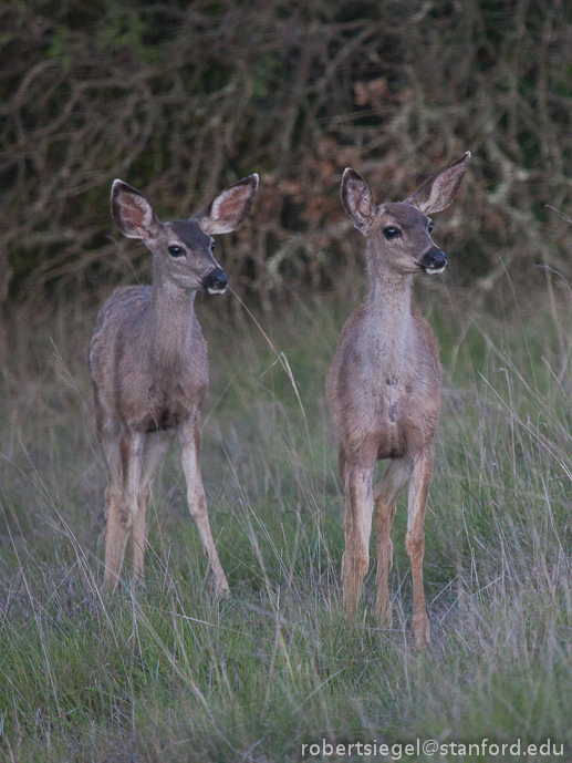 two deer